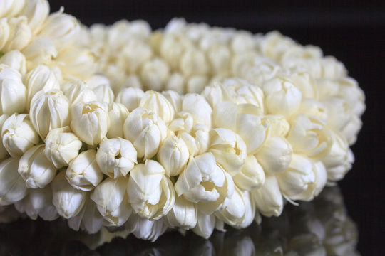 Fresh Jasmine